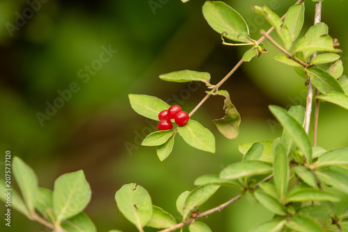 Φωτογραφία red berry