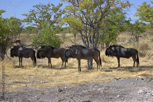 Photography Herd of Blue Wildebeest (Connochaetes taurinus) Standing in Dry African Savanna,