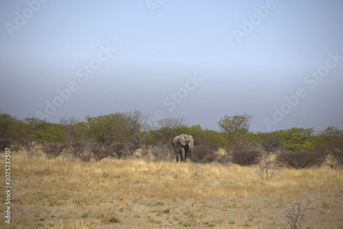 Lone African Elephant in Etosha National Park Savanna, Namibia Wildlife
