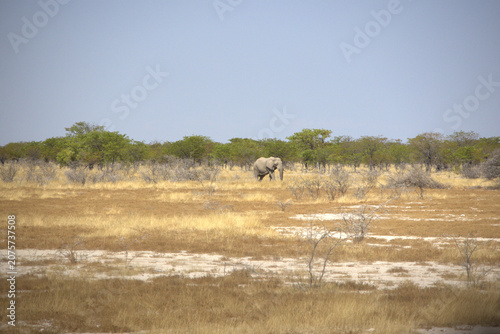 Lone African Elephant Walking in Etosha National Park Savanna, Namibia
