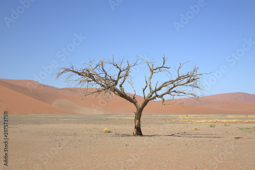 Lone Dead Acacia Tree in Sossusvlei Desert with Red Sand Dunes, Namib Desert, Namibia - Arid Landscape