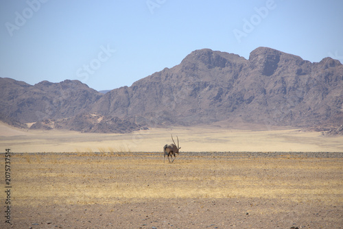 Lone Oryx Gemsbok Walking in Namib Desert Plain with Dramatic Rocky Mountains Background, Namibia Africa Wildlife