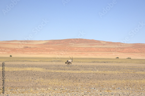 Lone Oryx Walking Across Vast Namib Desert Plain with Red Sand Dunes and Clear Blue Sky, Namibia Africa