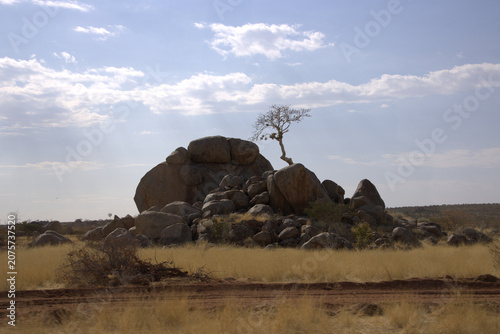 Lone Tree Growing on Rocky Granite Outcrop in African Savanna Landscape, Dry Season Wilderness