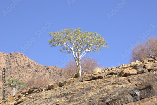 Lone White-Bark Tree on Rocky Desert Hillside Against Clear Blue Sky in Namib Desert, Namibia