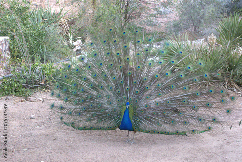 Magnificent Indian Peacock Displaying Full Fan Tail Feathers with Iridescent Eye Spots in Natural Desert Garden Setting