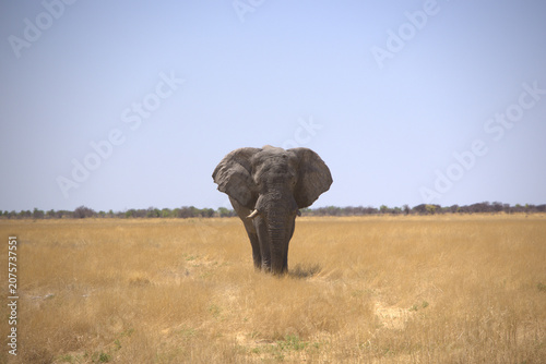 Majestic African Elephant Walking Alone Across Golden Savanna Grassland in Botswana Wildlife Reserve