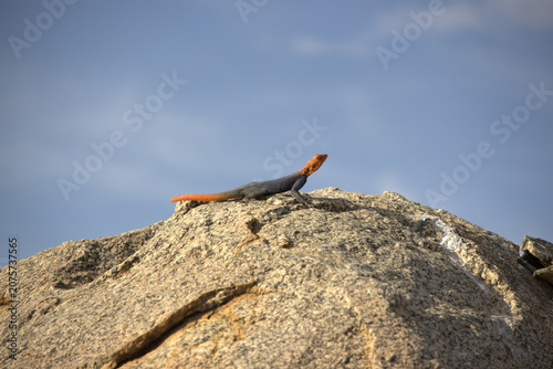 Male Agama Lizard with Bright Orange Head and Blue Body Basking on Granite Rock Against Blue Sky in African Savanna