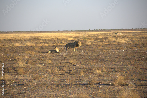 Male Lion and Lioness Resting on African Savanna Plains, Etosha National Park, Namibia Wildlife Safari