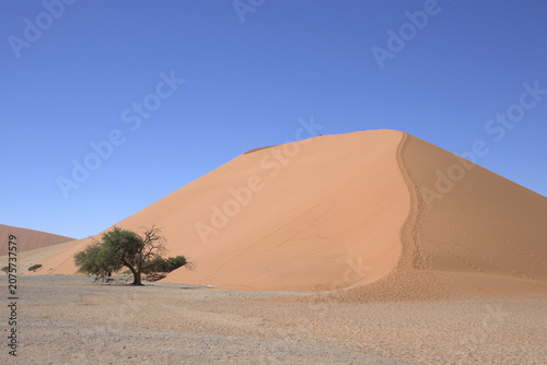 Massive Orange Sand Dune with Lone Acacia Tree at Sossusvlei Namib Desert Namibia Under Clear Blue Sky