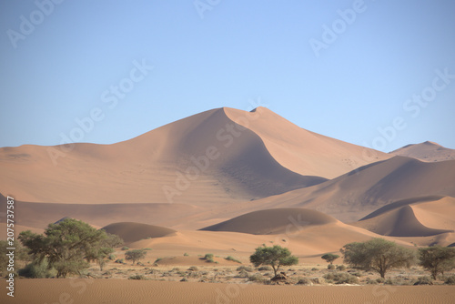 Massive Red Sand Dunes of Sossusvlei Namib Desert Namibia with Acacia Trees Under Clear Blue Sky
