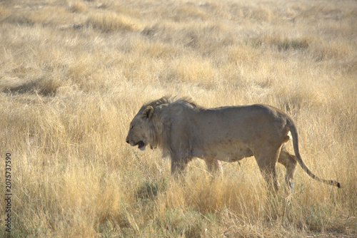 Male Lion Walking Through Dry Savanna Grassland in African Wildlife Reserve, Side Profile View