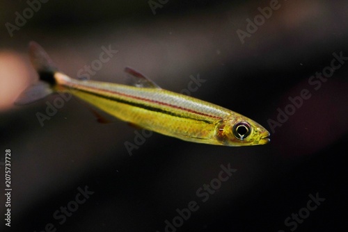 Cuadro en lienzo Lateral close-up of a Geisler's lizard tetra (Iguanodectes geisleri), a species