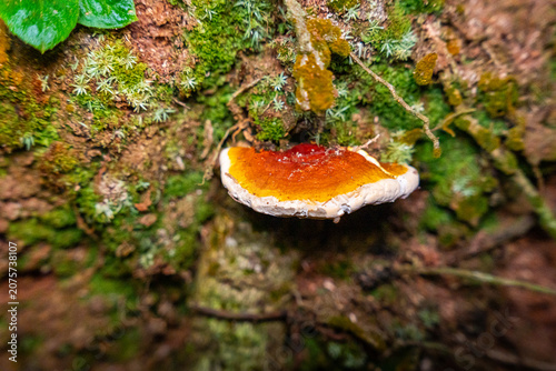 Foto Orange Bracket Fungus Growing on Mossy Tree in El Yunque National Forest Puerto