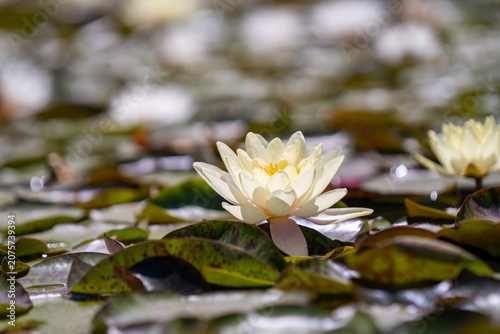 White water lily or pale yellow lotus flower blooming in a sunny pond.