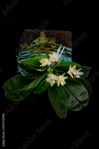 Mounted Phalaenopsis orchid with elegant white flowers, glossy dark green leaves and natural moss growing on a bark mount. Exotic tropical epiphytic orchid isolated against a black background.