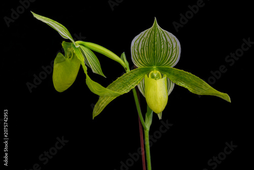 Photography Potted Paphiopedilum orchid featuring a vibrant yellow slipper flower, spotted petals and attractive marbled foliage