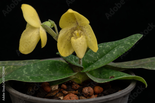 Vászonkép Blooming Paphiopedilum orchid with a soft yellow slipper-shaped flower, delicate dark speckles and mottled green foliage