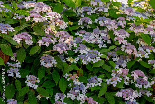 Selective focus bushes of purple pink hortensia flower with green leaves in the garden, Hydrangea serrata is a species of flowering plant in the family Hydrangeaceae, Natural floral pattern background