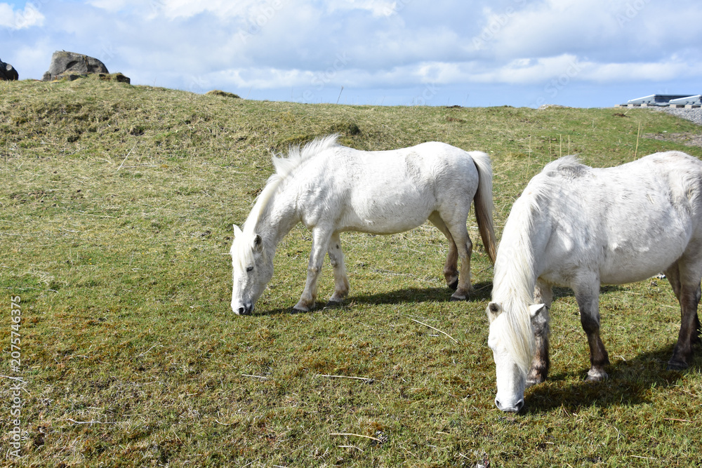 Fototapeta premium White Hebridean Pony Grazing on Moorlands in Scottish Highlands