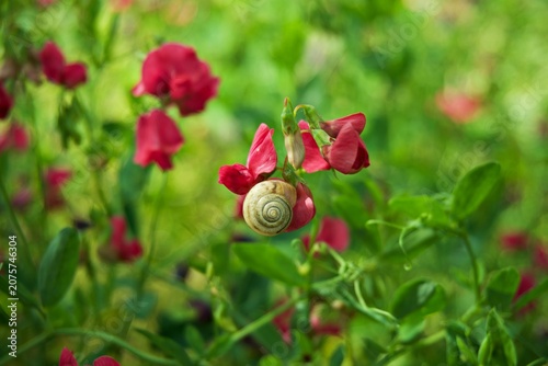 Fotografie Small Garden Snail Resting on Vibrant Red Sweet Pea Flower Petals in Summer Mead