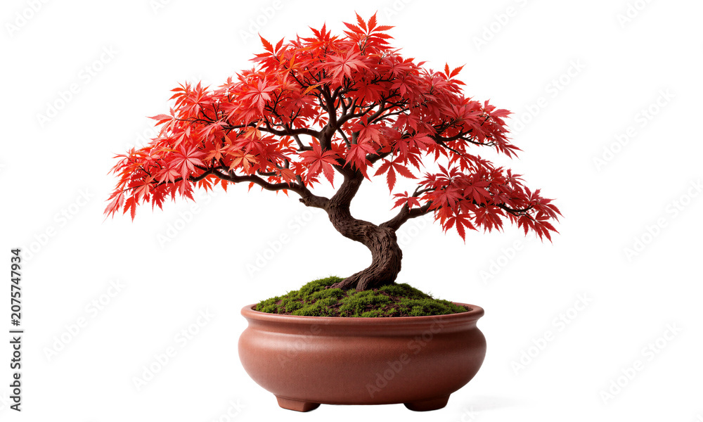Obraz premium Japanese Maple Bonsai (Acer palmatum) Small bonsai tree with intricately cut, fiery red or green leaves, planted in a rustic