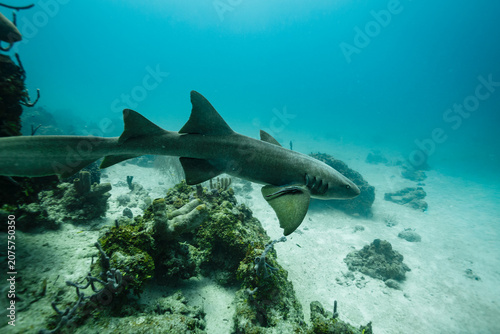 Photography Close up of nurse shark approaching diver, Ginglymostoma cirratum, with remora f