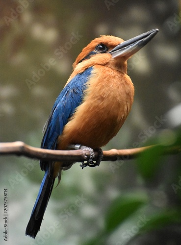 The Guam kingfisher (Todiramphus cinnamominus), also known as the Micronesian Kingfisher is an endangered species of kingfisher from the island of Guam.
