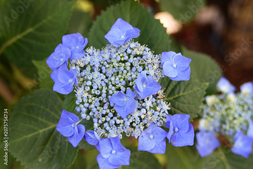 Tellerhortensie