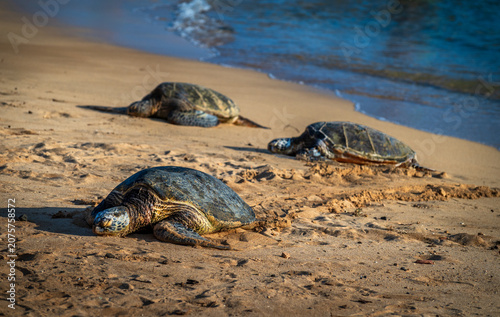 Billede på lærred Poipu Beach is considered the most consistent and accessible beach for turtle sightings