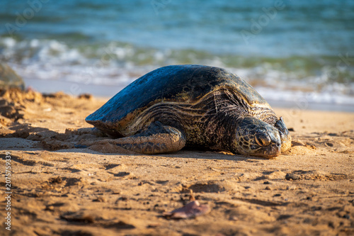  Poipu Beach is considered the most consistent and accessible beach for turtle sightings. Turtles frequently rest on the sand in the late afternoon and feed in the nearshore waters. Kauai, Hawaii