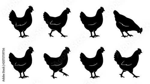 Chickens Walking in Various Poses as Black Silhouettes Featuring Poultry, Farm, Animals with Bird and Illustration Elements