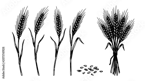 Wheat Bunches with Seedlings and Scattered Grains, Vintage Botanical Line Art on a Clean Background for Agriculture Themes