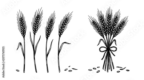 Wheat Sheaves Line Art Illustration with Grain Stalks and Scattered Seeds, Simple Sketch Style for Farm Concept Design