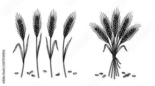 Wheat Stalks and a Bundle of Wheat with Seeds on the Ground Featuring Agriculture, Farming, Harvest with Grain and Crop Elements