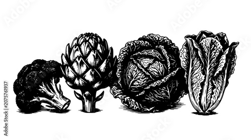 Vegetables Including Broccoli, Artichoke, Cabbage, and Lettuce in a Detailed Illustration Featuring Drawing, Black and White