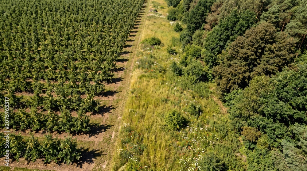 Naklejka premium Summer Orchard Grid Beside Wild Woodland With Meadow Transition Zone