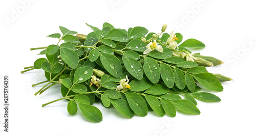 Fresh moringa leaves and small white flowers with water droplets on a white background