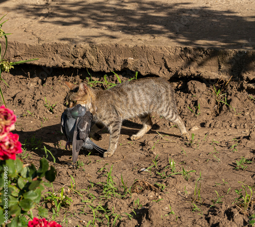 Cuadro en lienzo The cat has caught a pigeon and is hiding in
the grass
