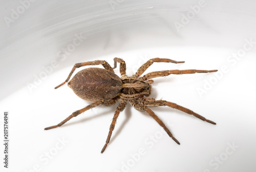 Fotografie Hogna radiata is a species of wolf spider. Female.