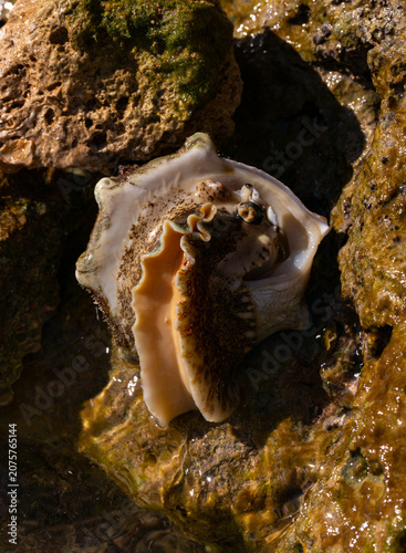 Foto Tectus dentatus, common name toothed top shell, is a species sea snail, marine gastropod mollusk in the family Tegulidae