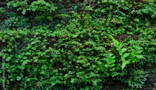 Quadro em tela Green Moss And Ferns Growing On Wall Background