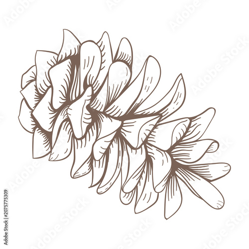 Canvas Print Brown and white limber cone sticker with a white border design element