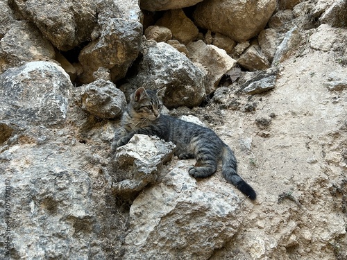 Canvas Print tabby cat sits on rocks outside
