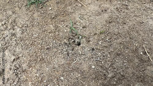 Placing a Tiny Sprout in Bare Soil Growing a Seedling in Natural Ground