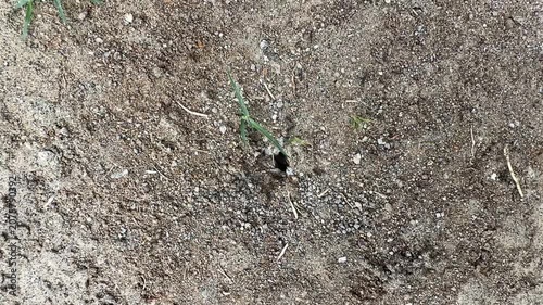 Planting a Small Seedling in Fresh Soil for Garden Growth