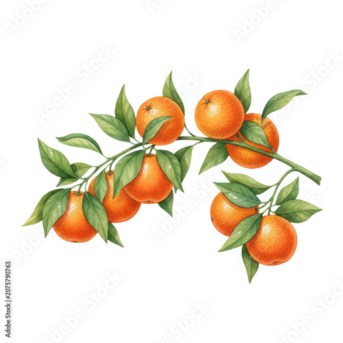Gracefully arcing orange branch with plump, ripe oranges and lush green leaves, rendered in a detailed watercolor botanical illustration against a transparent background, celebrating natural vitality
