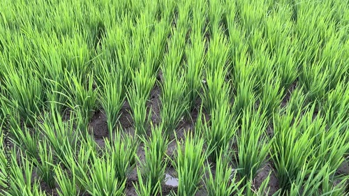 Growing Rice Seedlings in a Field