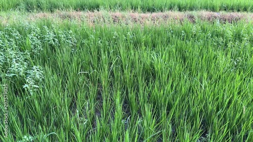 Growing Green Grass Field in Natural Outdoor Setting