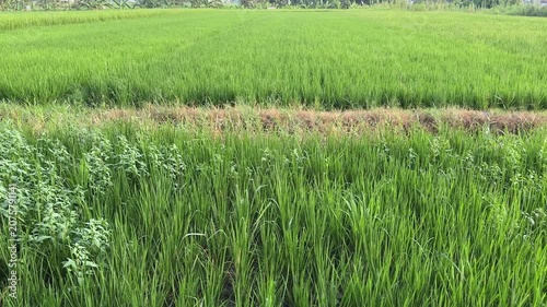 embracing lush green fields with tall grass and thriving crops in clear daylight
